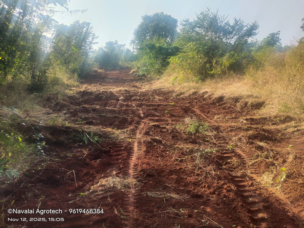 Saplings & Varieties