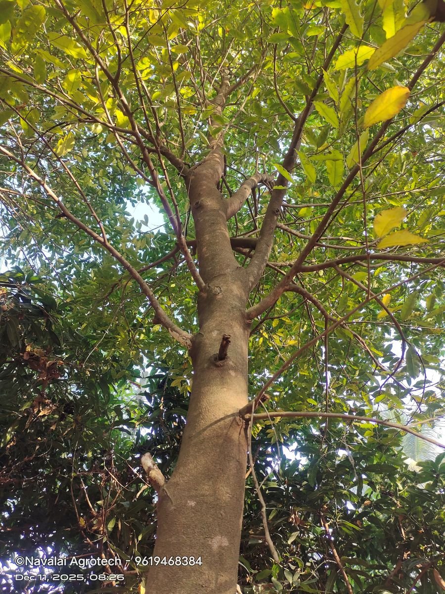 Saplings & Varieties
