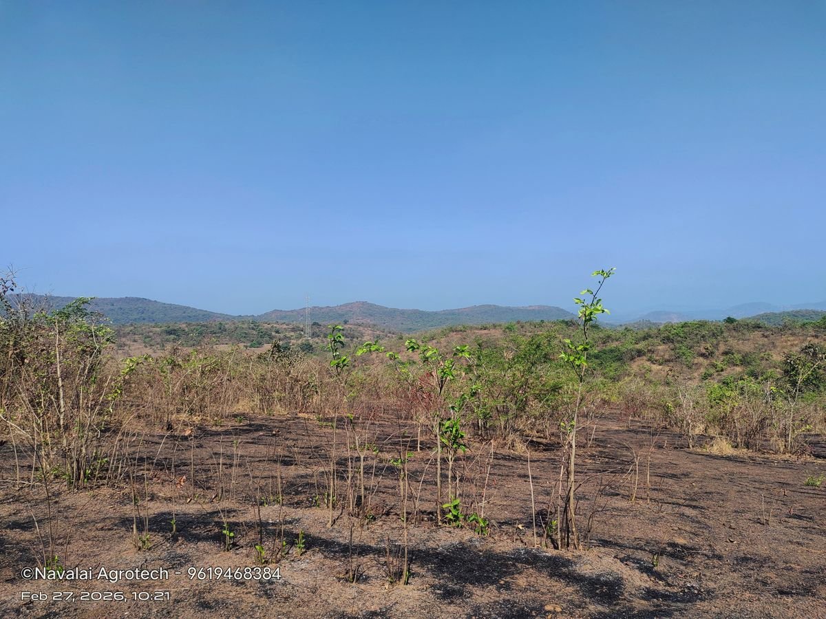 Saplings & Varieties
